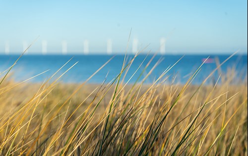 Amager Strand Åbent hav-svømning